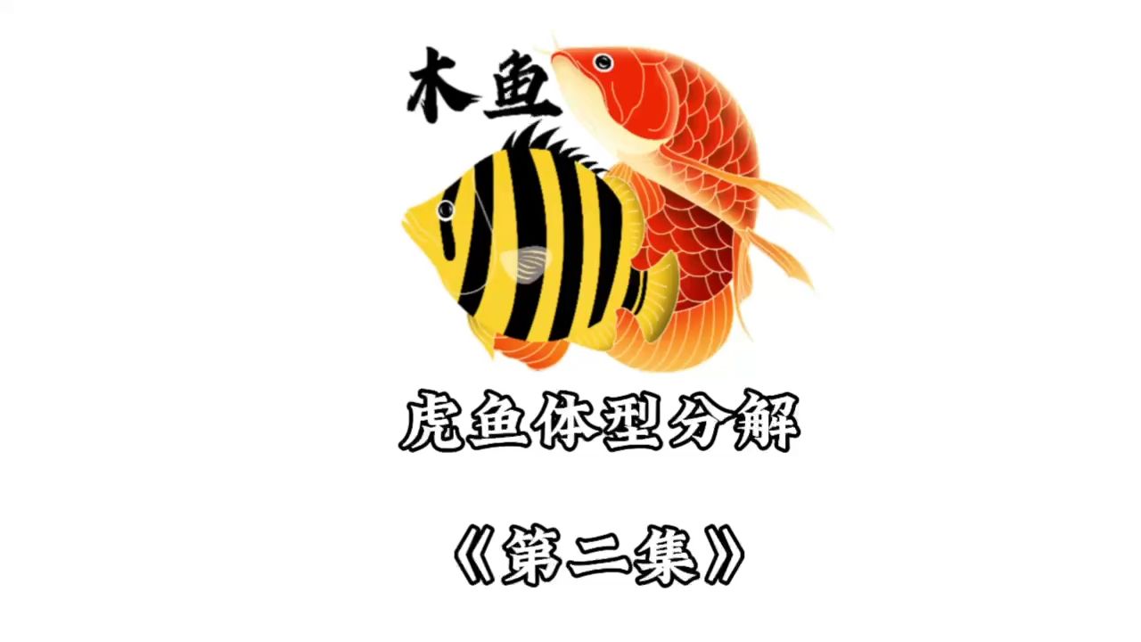 虎魚體型分解第二集來了哦（一起養(yǎng)不打架） 觀賞魚論壇