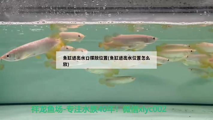 大型龍魚缸什么牌子好用又實惠的（2024年大型龍魚缸品牌排行榜） 龍魚百科 第1張