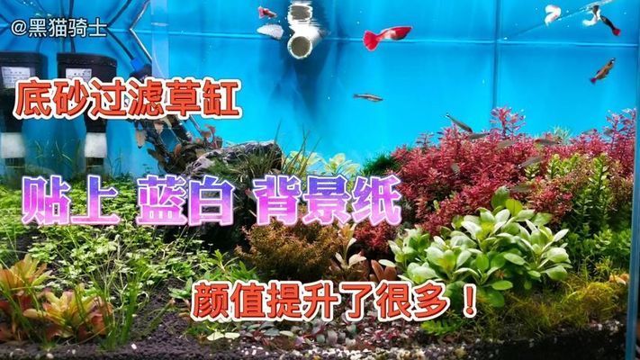 魚缸背景圖2021新款（2021魚缸背景設(shè)計趨勢） 龍魚百科 第4張