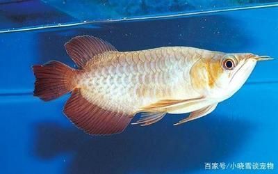 紅龍魚(yú)缸能放鹽嗎（紅龍魚(yú)缸放鹽的最佳時(shí)機(jī)） 龍魚(yú)百科 第3張