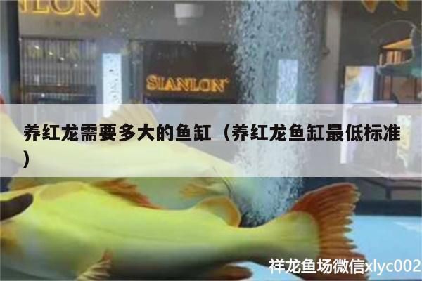 紅龍魚能養(yǎng)多大？（關(guān)于紅龍魚飼養(yǎng)尺寸的一些詳細(xì)信息） 龍魚百科 第3張