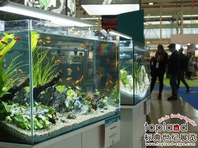 金龍魚(yú)港雙南店特色菜品介紹（金龍魚(yú)港雙南店的特色菜品） 水族問(wèn)答