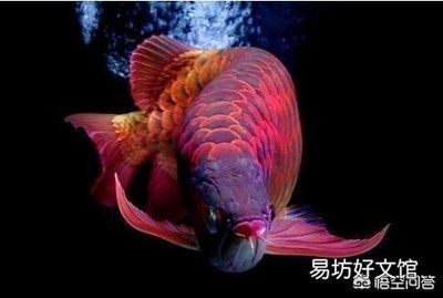 紅龍魚底色黃綠怎么回事（紅龍魚底色出現(xiàn)黃綠色的情況可能由多種因素引起）