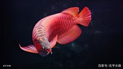 紅龍魚 壁紙（紅龍魚壁紙卡通化趨勢分析） 龍魚百科 第2張