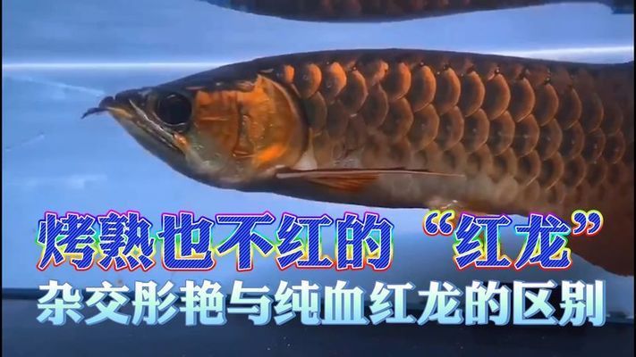 純血紅龍魚(yú)的特點(diǎn)和缺點(diǎn)（純血紅龍魚(yú)的飼養(yǎng)技巧）