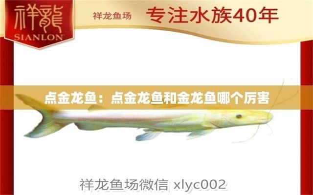 點金龍魚和銀龍哪個好（點金龍魚與銀龍魚各有優(yōu)劣，選擇哪一種更好）