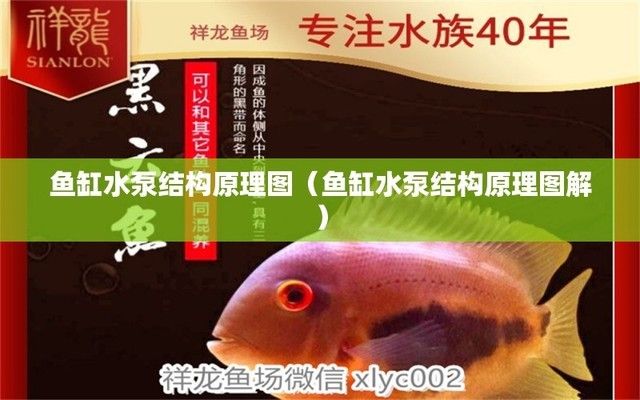 魚缸水泵圖片 龍魚百科 第4張