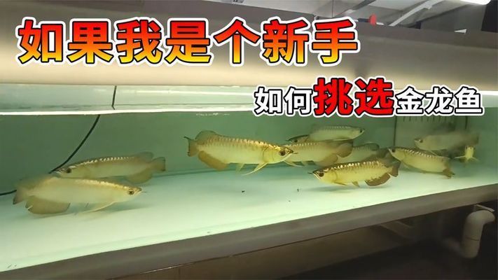 怎樣選金龍魚（挑選金龍魚時了解其特征和注意事項是非常重要的） 龍魚百科 第3張