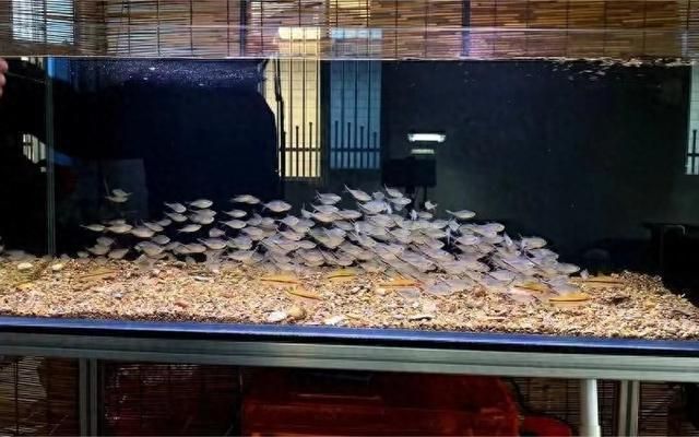 金龍魚繁殖成功率提升（如何提高金龍魚的繁殖成功率？）