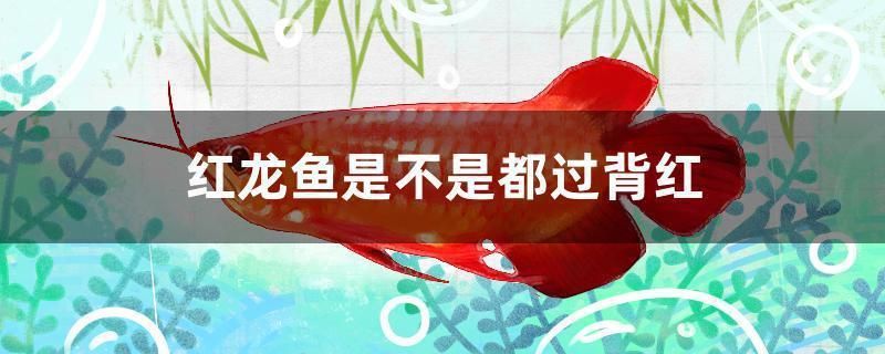 紅龍魚過背是什么意思（關于紅龍魚過背的詳細解釋） 龍魚百科 第1張