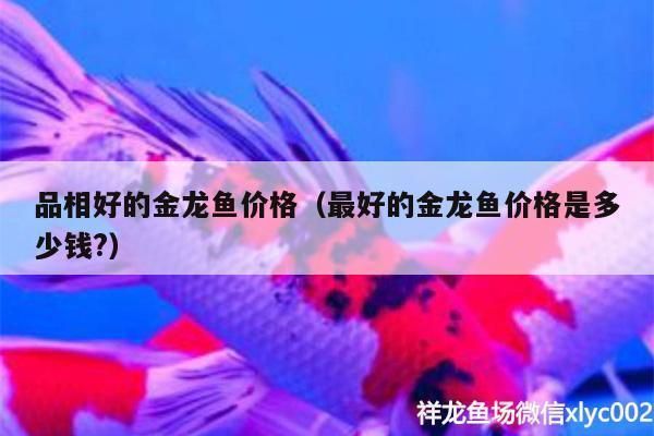 好金龍魚多少錢一條?。ê媒瘕堲~價格因品種和品相而異，從幾百元到數(shù)十萬元不等） 龍魚百科 第2張