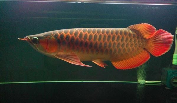 紅龍魚吃什么好（紅龍魚增色食物有哪些,紅龍魚飼料品牌推薦,紅龍魚活餌投喂技巧）