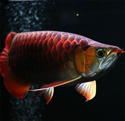 紅龍魚(yú)都喂什么吃（如何自制紅龍魚(yú)飼料,紅龍魚(yú)營(yíng)養(yǎng)失衡的癥狀）