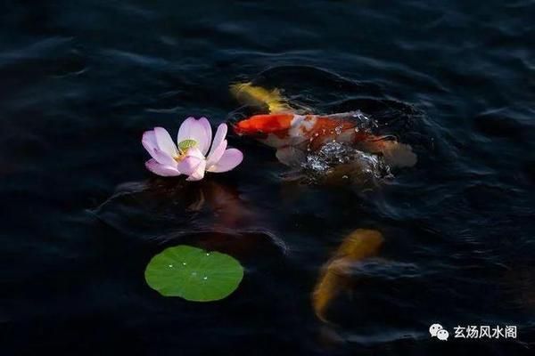 財(cái)位上放魚缸養(yǎng)魚好不好（財(cái)位養(yǎng)魚與家居風(fēng)水） 龍魚百科 第3張