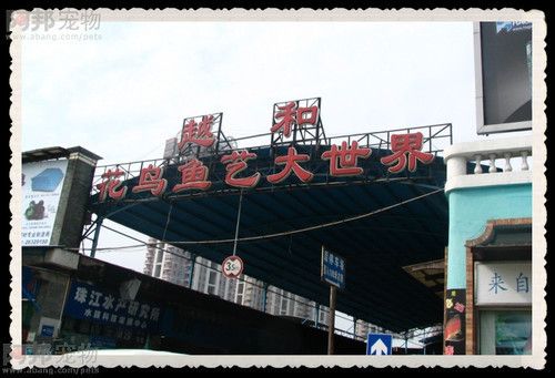 廣州花鳥市場批發(fā)龍魚（廣州花地灣花鳥魚蟲批發(fā)市場價格如何辨別優(yōu)質龍魚技巧） 龍魚百科 第3張