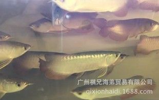 杭州金龍魚熱帶魚養(yǎng)殖基地地址查詢電話（關(guān)于“杭州金龍魚熱帶魚養(yǎng)殖基地”的信息） 龍魚百科 第3張