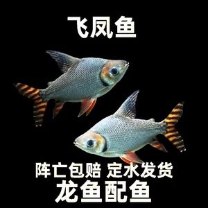 短身龍魚（如何鑒別純種短身龍魚，短身龍魚飼養(yǎng)常見誤區(qū)） 龍魚百科 第3張