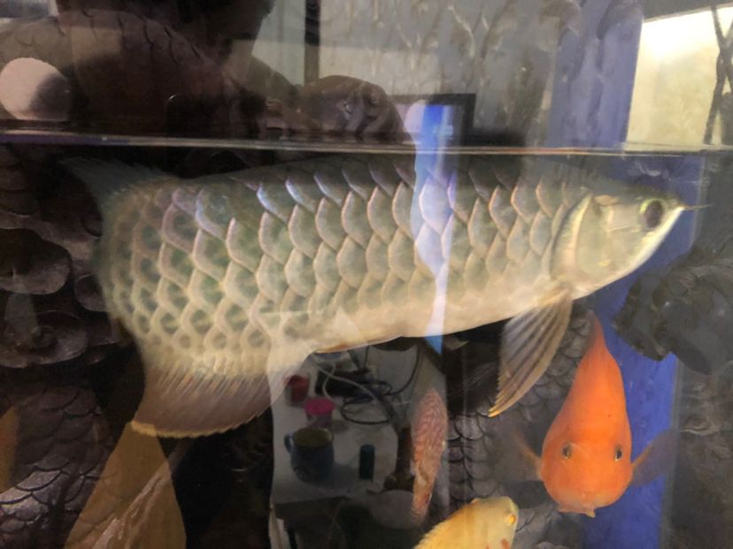 撫州觀賞魚市場888這條魚值得 觀賞魚市場（混養(yǎng)魚） 第2張