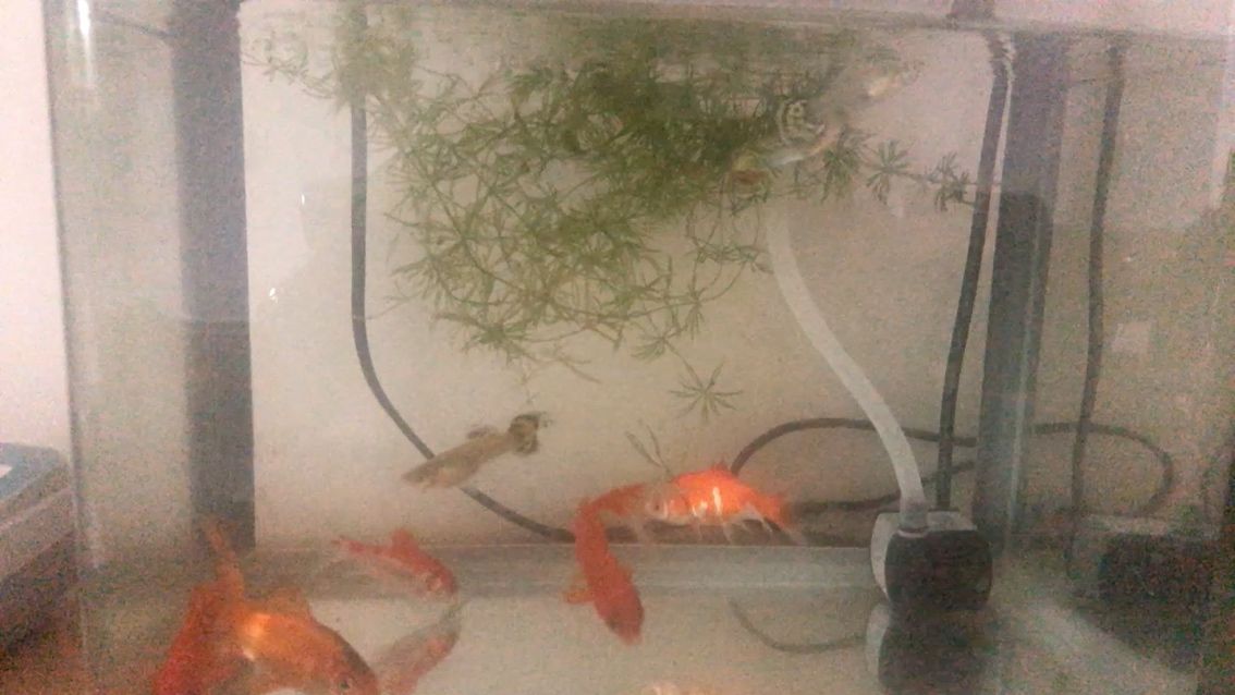 鐵嶺水族館小紅草與鳳尾混養(yǎng) 月光鴨嘴魚 第2張