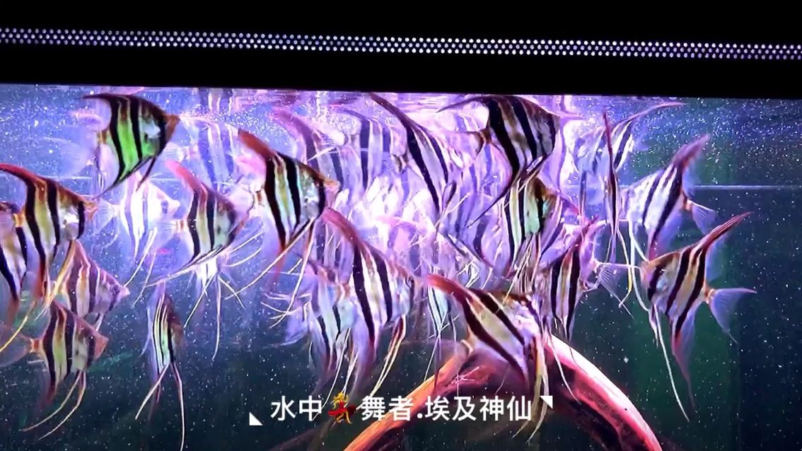 唯美主義—埃及神仙 埃及神仙魚 第1張