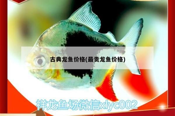 古典龍魚(yú)多少錢(qián)一條（古典龍魚(yú)市場(chǎng)價(jià)格走勢(shì)分析古典龍魚(yú)價(jià)格是否合理） 龍魚(yú)百科 第2張