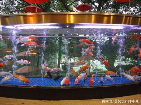 金龍魚低鹽醬油效果如何（關于金龍魚低鹽醬油的問題） 水族問答