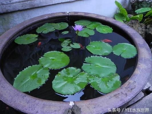 怎樣的魚缸不用換水呢（如何控制魚缸內(nèi)生物數(shù)量生態(tài)魚缸過濾系統(tǒng)的選購） 龍魚百科 第1張