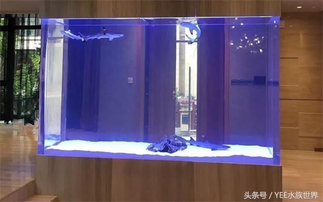 怎樣的魚缸不用換水呢（如何控制魚缸內(nèi)生物數(shù)量生態(tài)魚缸過濾系統(tǒng)的選購） 龍魚百科 第4張