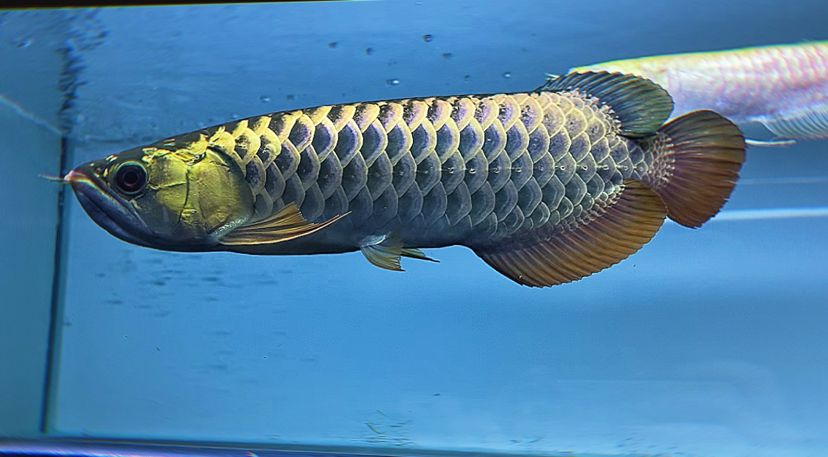 楚雄彝族自治州水族館純古典