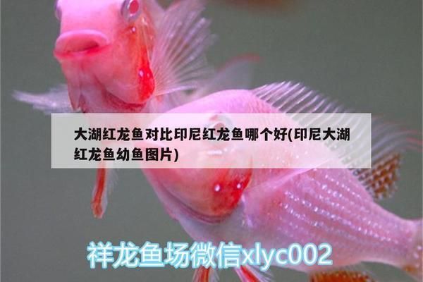 大湖紅龍魚對比印尼紅龍魚哪個好（大湖紅龍魚和印尼紅龍魚各有其獨特的特點和優(yōu)勢和優(yōu)勢） 龍魚百科 第4張