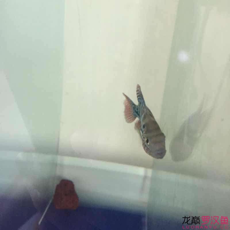 贏明峰水族菩提飼料小苗初長成夢想中的羅漢 哥倫比亞巨暴魚苗 第2張