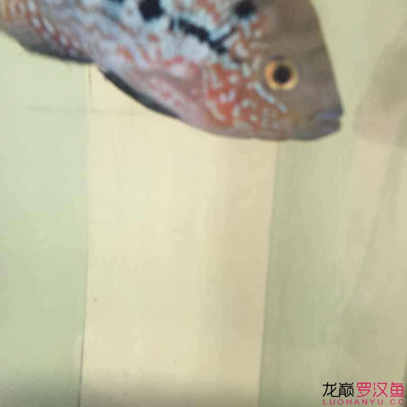 贏明峰水族菩提飼料小苗初長成夢想中的羅漢 哥倫比亞巨暴魚苗 第4張