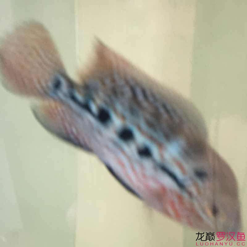 贏明峰水族菩提飼料小苗初長成夢想中的羅漢 哥倫比亞巨暴魚苗 第3張