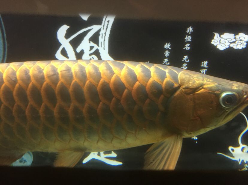 1周紅燈受傷后狀態(tài)恢復(fù) 翡翠鳳凰魚 第5張