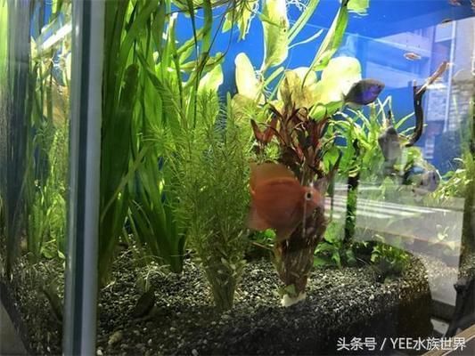 好魚缸能用多少年呢圖片大全（如何正確擺放魚缸延長壽命魚缸日常維護技巧全攻略） 龍魚百科 第6張