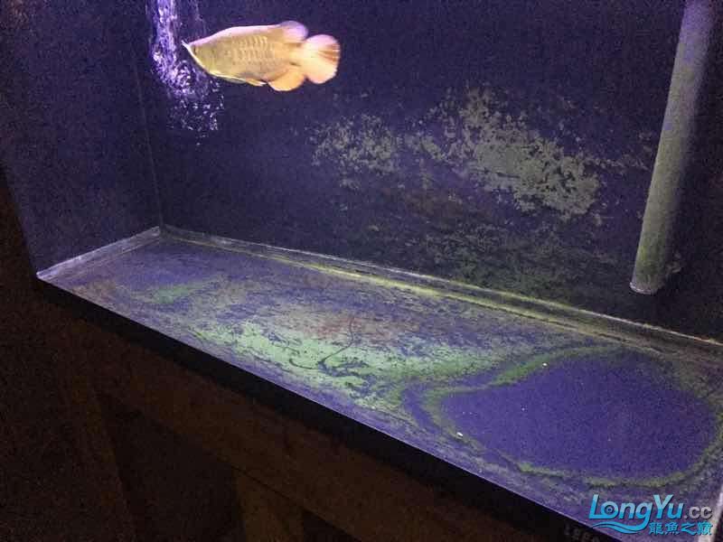 七臺河水族館高背一條