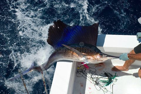 紅龍魚鱗掉了怎么辦（發(fā)現(xiàn)紅龍魚掉鱗片時，可以采取以下治療措施） 龍魚百科 第4張