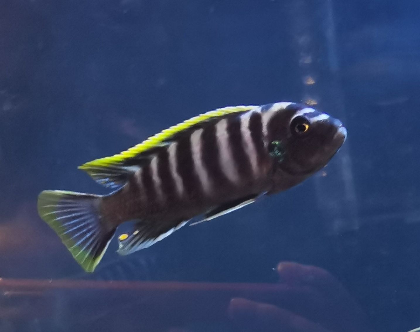 內(nèi)江水族館小板凳已備好又是一晚的賞魚～