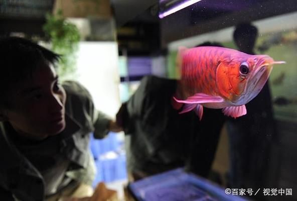 紅龍魚和金龍魚哪個(gè)好看一點(diǎn)呢 龍魚百科 第3張