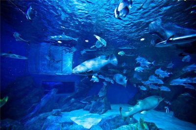 成都水族館（浩海立方海洋館的科普活動(dòng)）