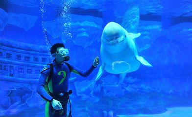 成都水族館（浩海立方海洋館的科普活動(dòng)）