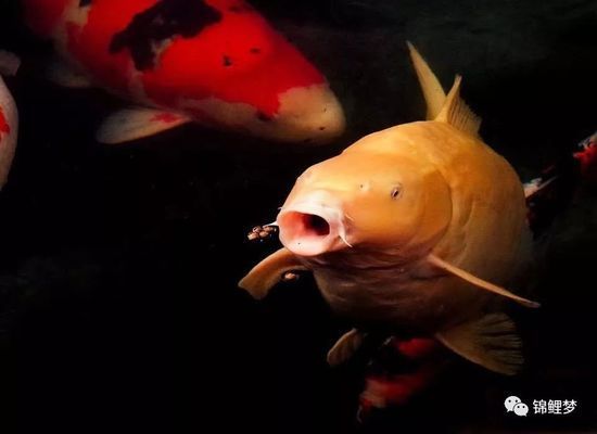 壽光市水中花園水族館（壽光市水中花園水族館詳細(xì)介紹壽光市水中花園水族館） 全國觀賞魚市場