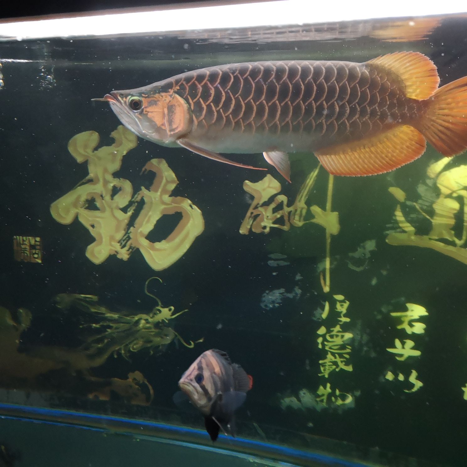 陽江觀賞魚市場魚突然顏色褪得黯淡無光這是怎么了