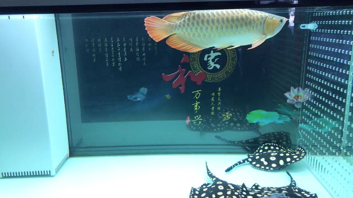 石嘴山水族館四十公分的紅龍最尷尬