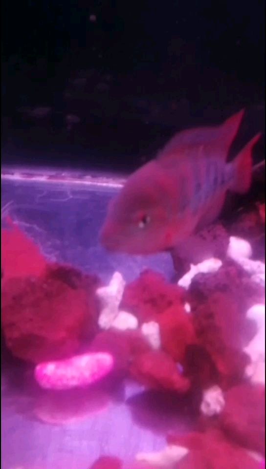 江門水族館紅馬發(fā)色 大湖紅龍魚 第2張