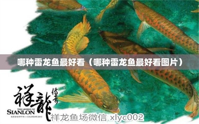 好看雷龍魚推薦（紅尾金龍和鬼王雷龍哪個(gè)好？） 龍魚百科 第3張