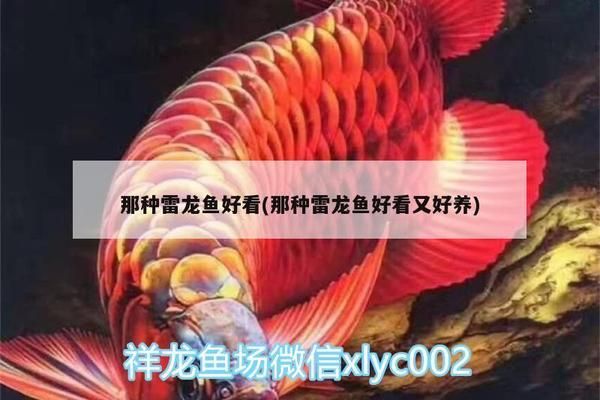 好看雷龍魚推薦（紅尾金龍和鬼王雷龍哪個(gè)好？） 龍魚百科 第1張