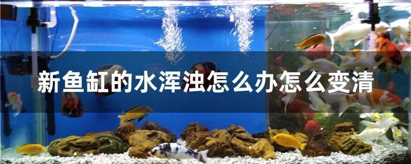 魚缸水渾濁后慢慢變清（如何使用絮凝劑凈化魚缸水生物濾材的選擇和維護(hù)技巧） 龍魚百科 第1張