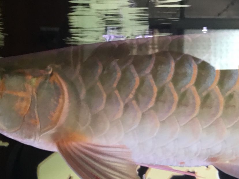 文山壯族苗族自治州水族館換水之后拍一下 斑馬鴨嘴魚(yú)苗 第2張