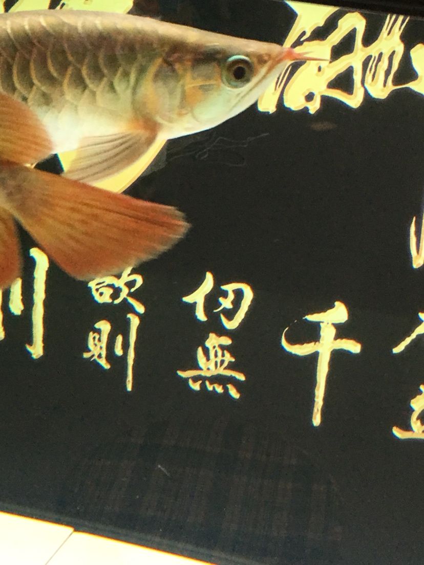 文山壯族苗族自治州水族館換水之后拍一下 斑馬鴨嘴魚(yú)苗 第3張